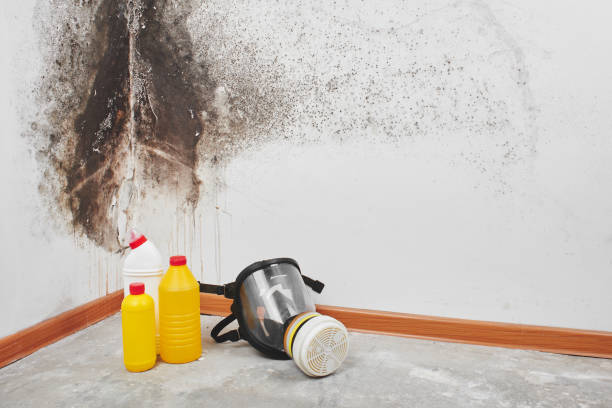 Best Fast Mold Removal  in Versailles, OH