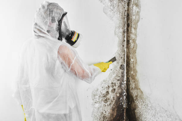 Best Affordable Mold Removal  in Versailles, OH