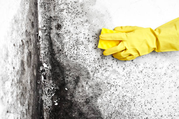 Best Mold Testing  in Versailles, OH