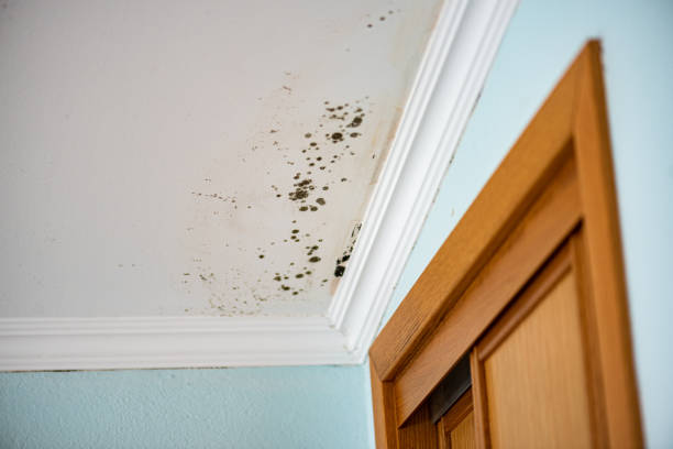 Best Black Mold Removal  in Versailles, OH