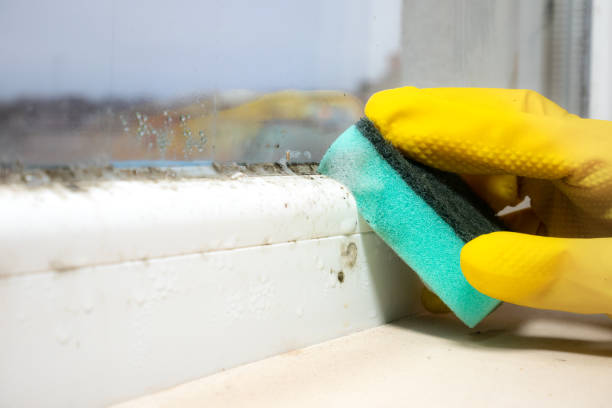 Best Professional Mold Removal  in Versailles, OH