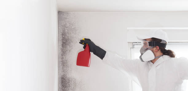 Best Mold Testing  in Versailles, OH