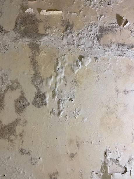 Best Mold Cleaning Services  in Versailles, OH