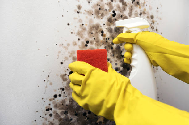 Best Crawl Space Mold Removal  in Versailles, OH