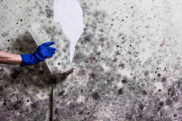 Best Mold Testing  in Versailles, OH