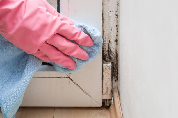 Best Mold Damage Repair  in Versailles, OH