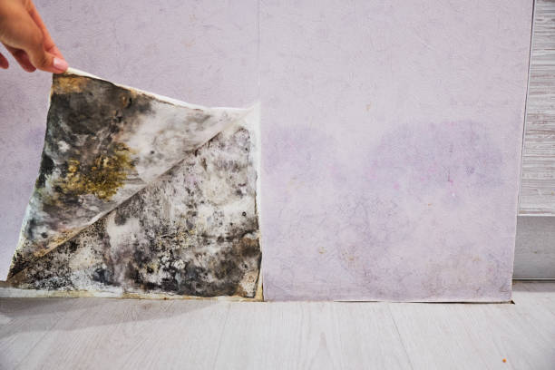 Best Mold Removal Company Near Me  in Versailles, OH